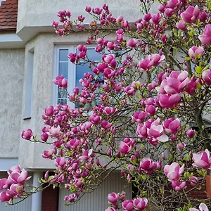 Apartament Magnolia, Sopot